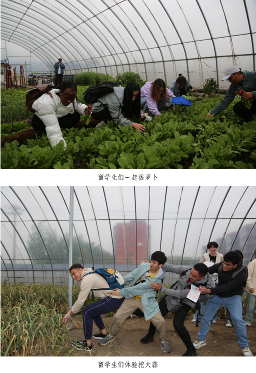 信用网博彩